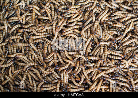 Würmer und Heuschrecken diente als Essen in Bangkok, Thailand. Stockfoto