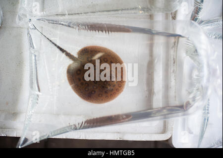 Fisch in Plastiktüten, Chatuchak-Markt, Bangkok Stockfoto