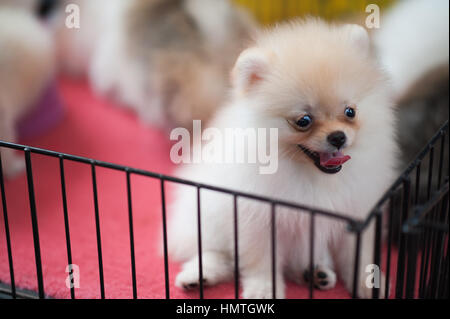 Hunde in einem Käfig, Chatuchak-Markt, Bangkok Stockfoto