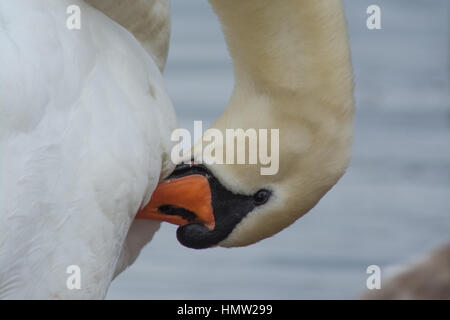 Stumm, Schwan (Cygnus Olor) putzen Stockfoto