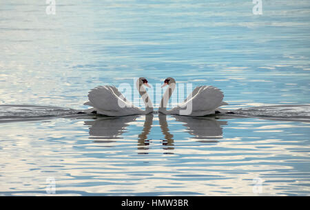 Zwei Schwäne, die ein Herz - Schwan Liebe machen Stockfoto