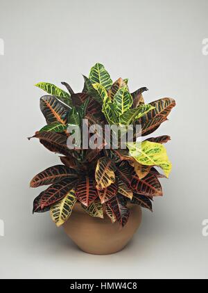 Zimmerpflanzen - Euphorbiaceae. Kroton (Codiaeum Variegatum "Norma  Stockfotografie - Alamy