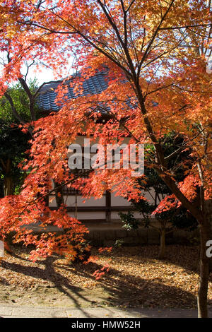 Roter japanischer Ahornblätter im Herbst Stockfoto