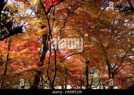 Roter japanischer Ahornblätter im Herbst Stockfoto