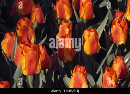 Tulpe (Tulipa Greigii USA), Liliaceae. Stockfoto