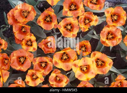 Tulpe (Tulipa Greigii USA), Liliaceae. Stockfoto