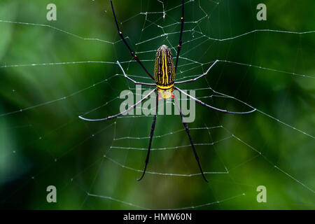 Nördlichen golden Orb Weaver (Nephila Pilipes) im Web, Kaeng Krachan, Phetchaburi, Thailand Stockfoto