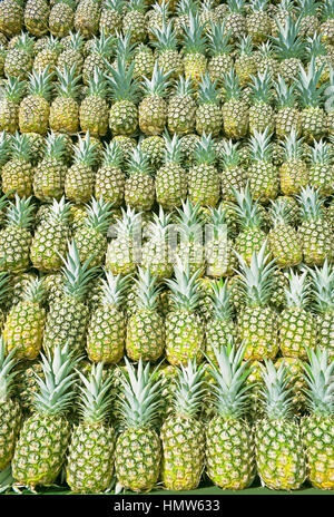 Geerntet bio Ananas, sarapiqui, Costa Rica Stockfoto