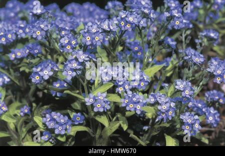 Botanik - Boraginaceae. Alpen-Vergissmeinnicht (Myosotis Alpestris) Stockfoto