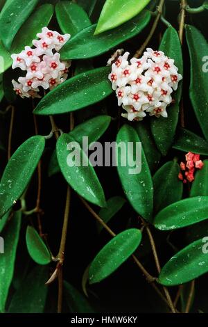 Wachs-Pflanze (Hoya Carnosa), Asclepiadaceae. Stockfoto