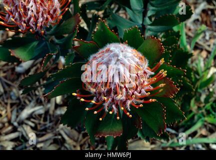 Outeniqua Nadelkissen (Leucospermum Glabrum), Proteaceae. Stockfoto