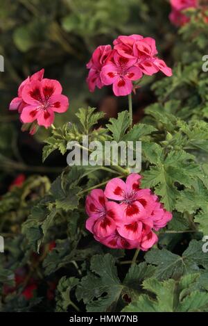 Geranie (Pelargonium Copthorne), Geraniaceae. Stockfoto