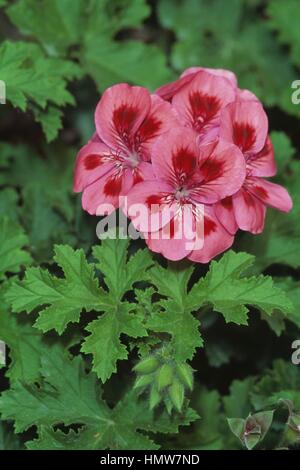 Geranie (Pelargonium Copthorne), Geraniaceae. Stockfoto