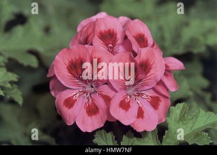 Botanik - Geraniaceae. Copthorne Geranie (Pelargonium "Copthorne") Stockfoto