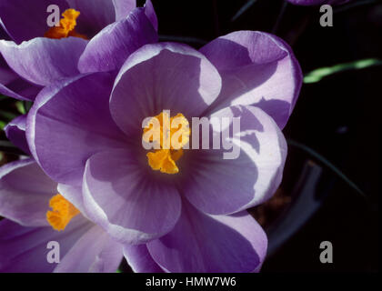 Crocus Vernus Flower Record, Iridaceae. Stockfoto