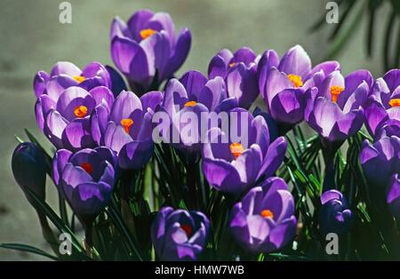 Crocus Vernus Flower Record, Iridaceae. Stockfoto