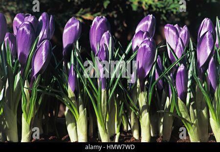 Crocus Vernus Flower Record, Iridaceae. Stockfoto