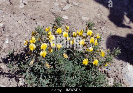 Große gelbe Restharrow (Ononis Natrix), Fabaceae. Stockfoto