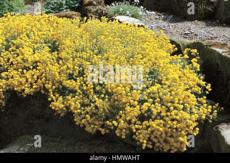 Botanik - Brassicaceae. Korb mit Gold (Alyssum saxatile oder Aurinia saxatile 'Citrina') Stockfoto