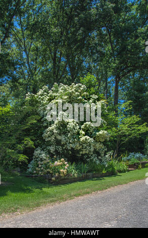 CORNUS ANGUSTATA "ELSBRY" KAISERIN VON CHINA Stockfoto