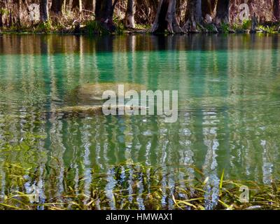 Licht und Wasser reflektieren und brechen wie Seekühe in den Gewässern des Ichetucknee River.Ichetucknee Springs State Park, Nord-Zentral-Florida, USA schwimmen Stockfoto