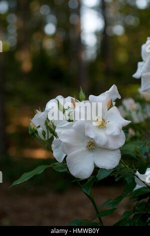 Rosa Sally Holmes, einzelne weiße rose Stockfoto