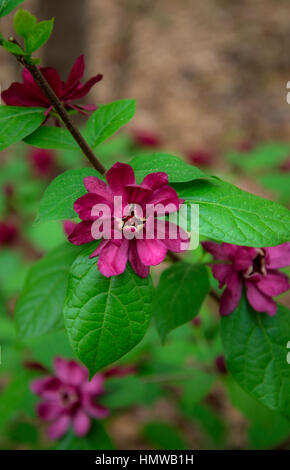 Caly Raulstonii ' Hartlage Wine Stockfoto