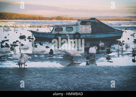 Herde von Schwänen und Blaues Boot auf zugefrorenen Donau; Vintage-Effekt Stockfoto