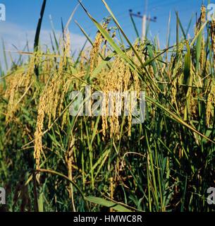 Ohren von Reis (Oryza Sativa), Poaceae. Stockfoto