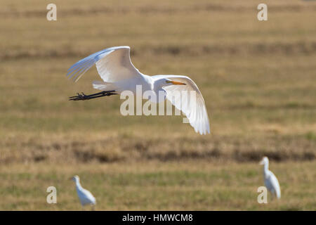 Vogel Reiher fliegen bei the Salton Sea in der kalifornischen Wüste Stockfoto
