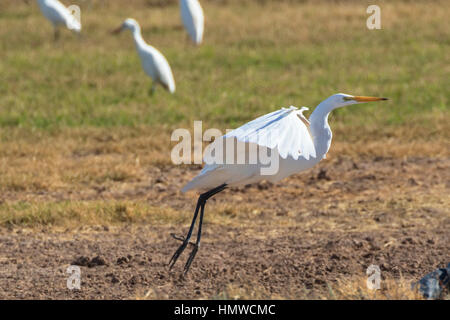 Vogel Reiher fliegen bei the Salton Sea in der kalifornischen Wüste Stockfoto