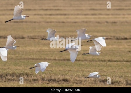Vogel Reiher fliegen bei the Salton Sea in der kalifornischen Wüste Stockfoto