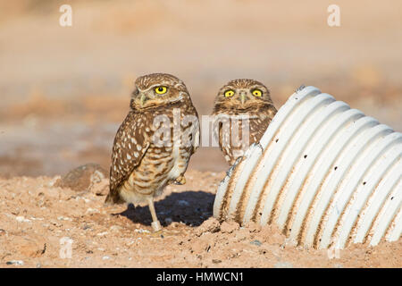 Wüste Vögel Burrowing Owls in the Salton Sea in Kalifornien Stockfoto