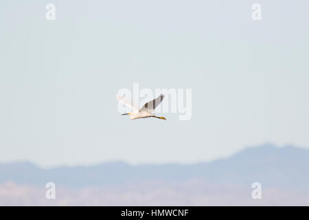 Vogel Reiher fliegen bei the Salton Sea in der kalifornischen Wüste Stockfoto