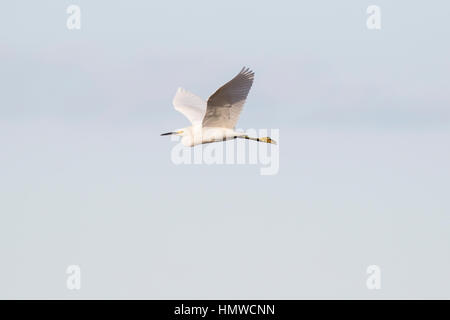 Vogel Reiher fliegen bei the Salton Sea in der kalifornischen Wüste Stockfoto