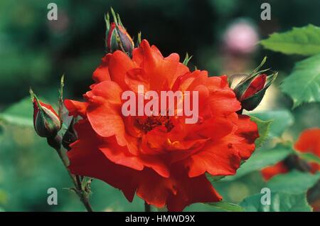 Rose (Rosa Arielle Dombasle Meilland), Rosengewächse. Stockfoto