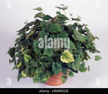 Huckepack-Pflanze, Jugend in Alter oder tausend Mütter (Tolmiea Menziesii), Saxifragaceae. Stockfoto