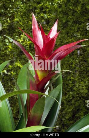 Guzmanie (Guzmanie sp), Bromeliaceae. Stockfoto