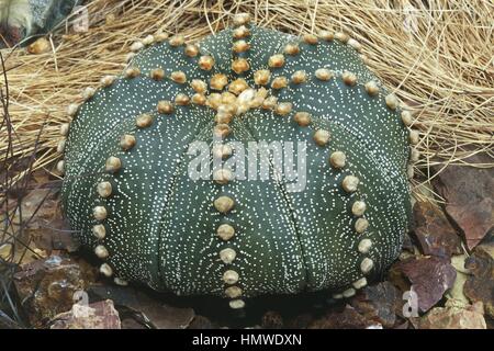 Botanik Cactaceae Bischofsmütze Kaktus (Astrophytum Myriostigma
