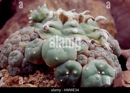 Peyote (Lophophora Williamsii), Cactaceae. Stockfoto