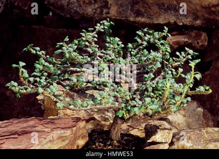 Bushman Kerze (Sarcocaulon Vanderietiae), Cactaceae. Stockfoto