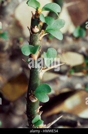 Bushman Kerze (Sarcocaulon Vanderietiae) Dornen und Blätter, Cactaceae. Detail. Stockfoto