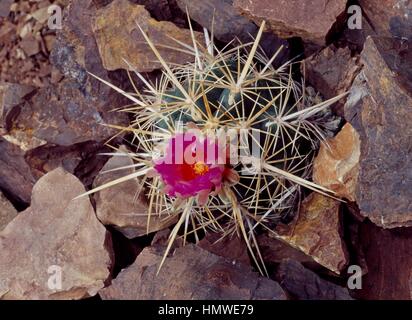 Blühende Pracht von Texas (Thelocactus bicolor), Cactaceae. Stockfoto