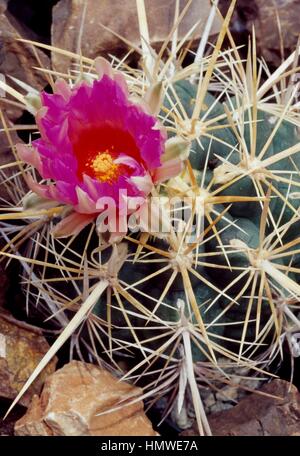 Blühende Pracht von Texas (Thelocactus bicolor), Cactaceae. Stockfoto