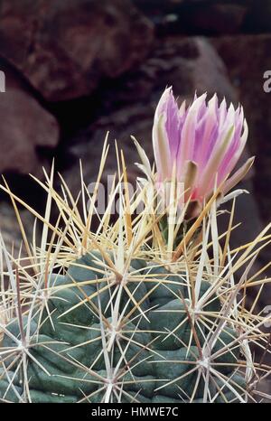 Botanik - Cactaceae - Glory of Texas (Thelocactus bicolor). Stockfoto