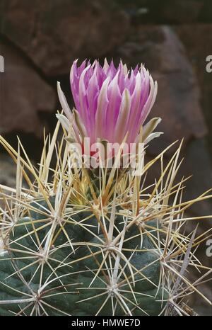 Botanik - Cactaceae - Glory of Texas (Thelocactus bicolor) Stockfoto