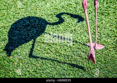 Der Schatten des einen Flamingo zu Fuß auf dem Rasen. Stockfoto