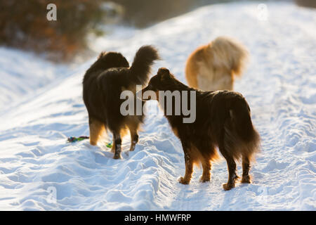 Bild von einer Gruppe von Hunden auf einem winterlichen Waldweg Stockfoto