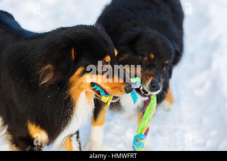 zwei Australian Shepherd Hunde spielen für ein Spielzeug in einer Winterlandschaft Stockfoto