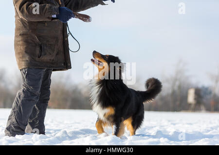 Man spielt mit einem Australian Shepherd Hund im Schnee Stockfoto